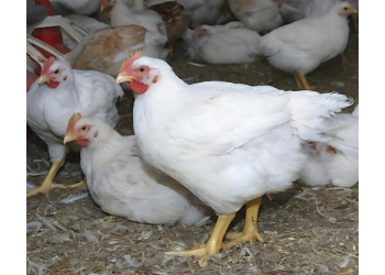 Melhores raças de frango de corte para criação caseira